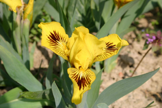 Iris Barbata-Nana 'Eyebright' Zwergschwertlilie