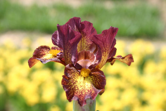 Iris Barbata-Nana 'Firestorm' Zwergschwertlilie