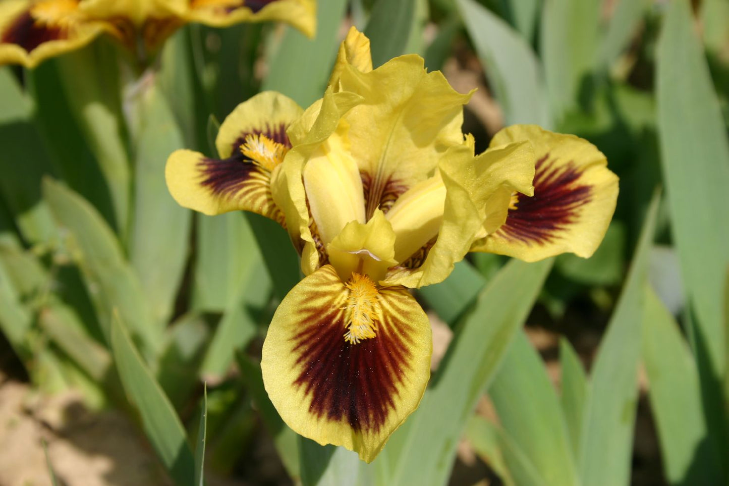 Iris Barbata-Nana 'Hamburger Michel' Zwergschwertlilie