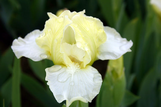Iris Barbata-Nana 'Jabal' Zwergschwertlilie
