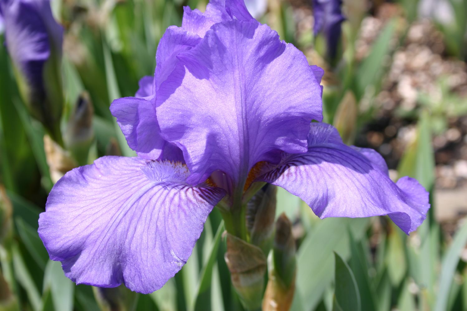 Iris Barbata-Nana 'Kolksee' Zwergschwertlilie