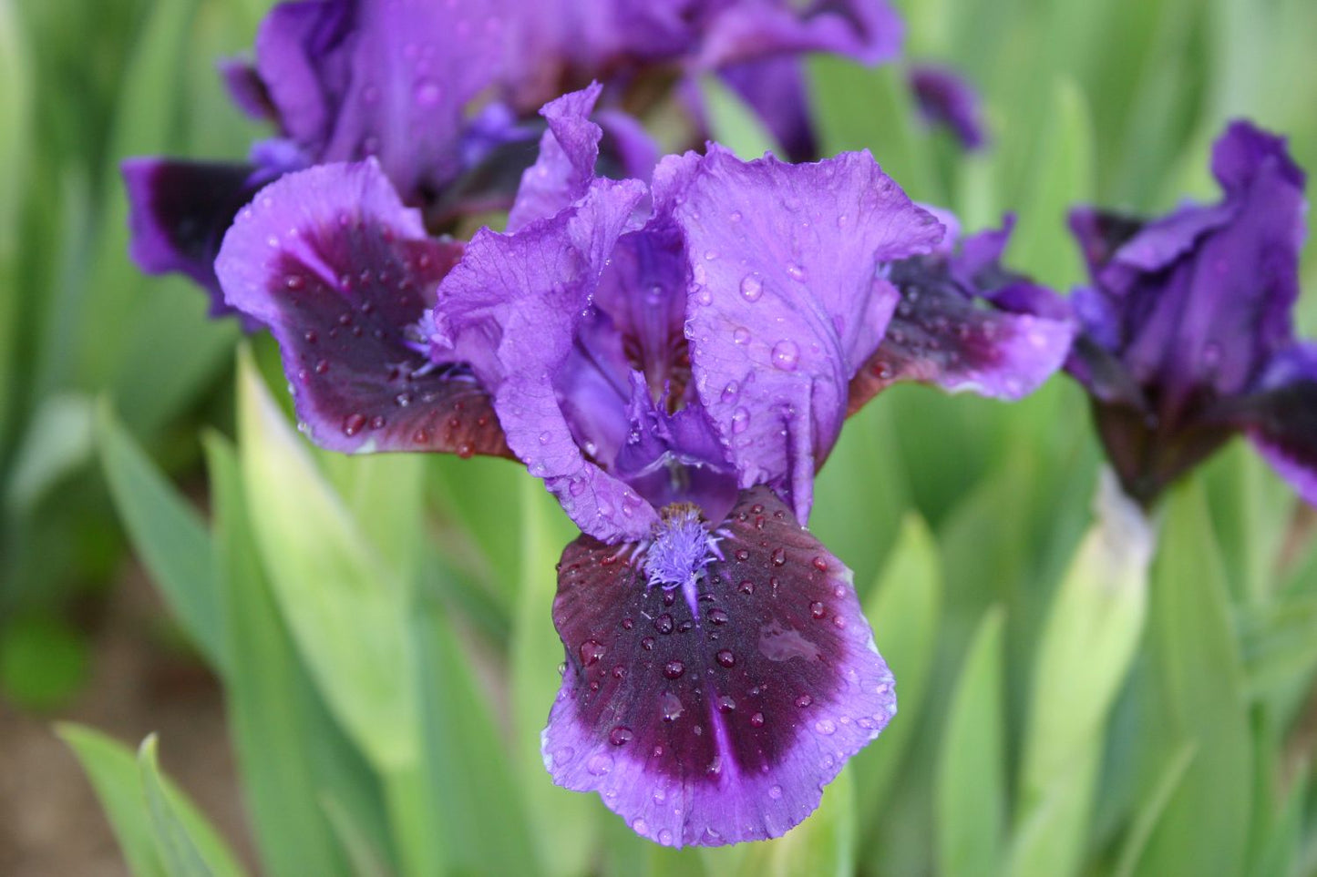 Iris Barbata-Nana 'Little Episode' Zwergschwertlilie