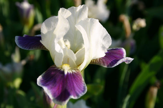 Iris Barbata-Nana 'Making Eyes' Zwergschwertlilie