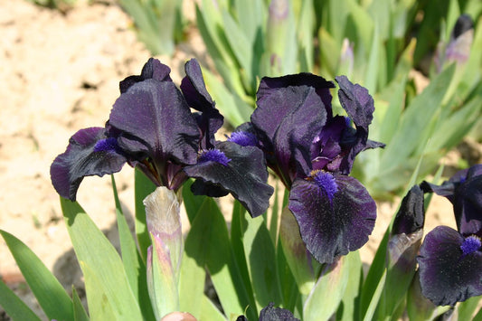 Iris Barbata-Nana 'Michael Paul' Zwergschwertlilie