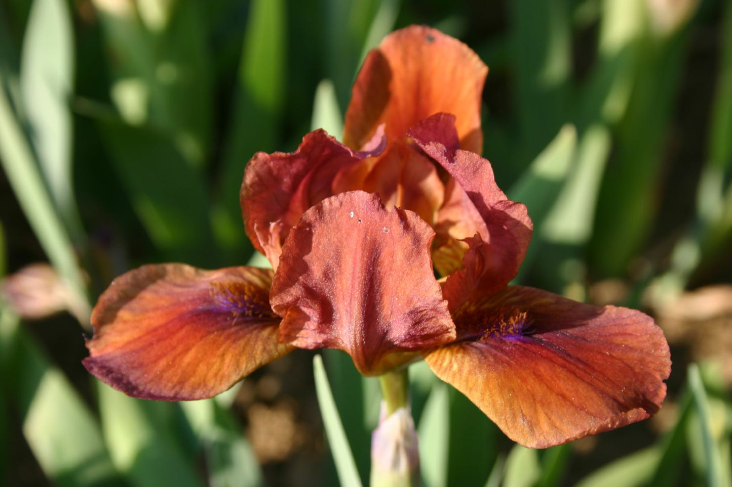 Iris Barbata-Nana 'On Fire' Zwergschwertlilie