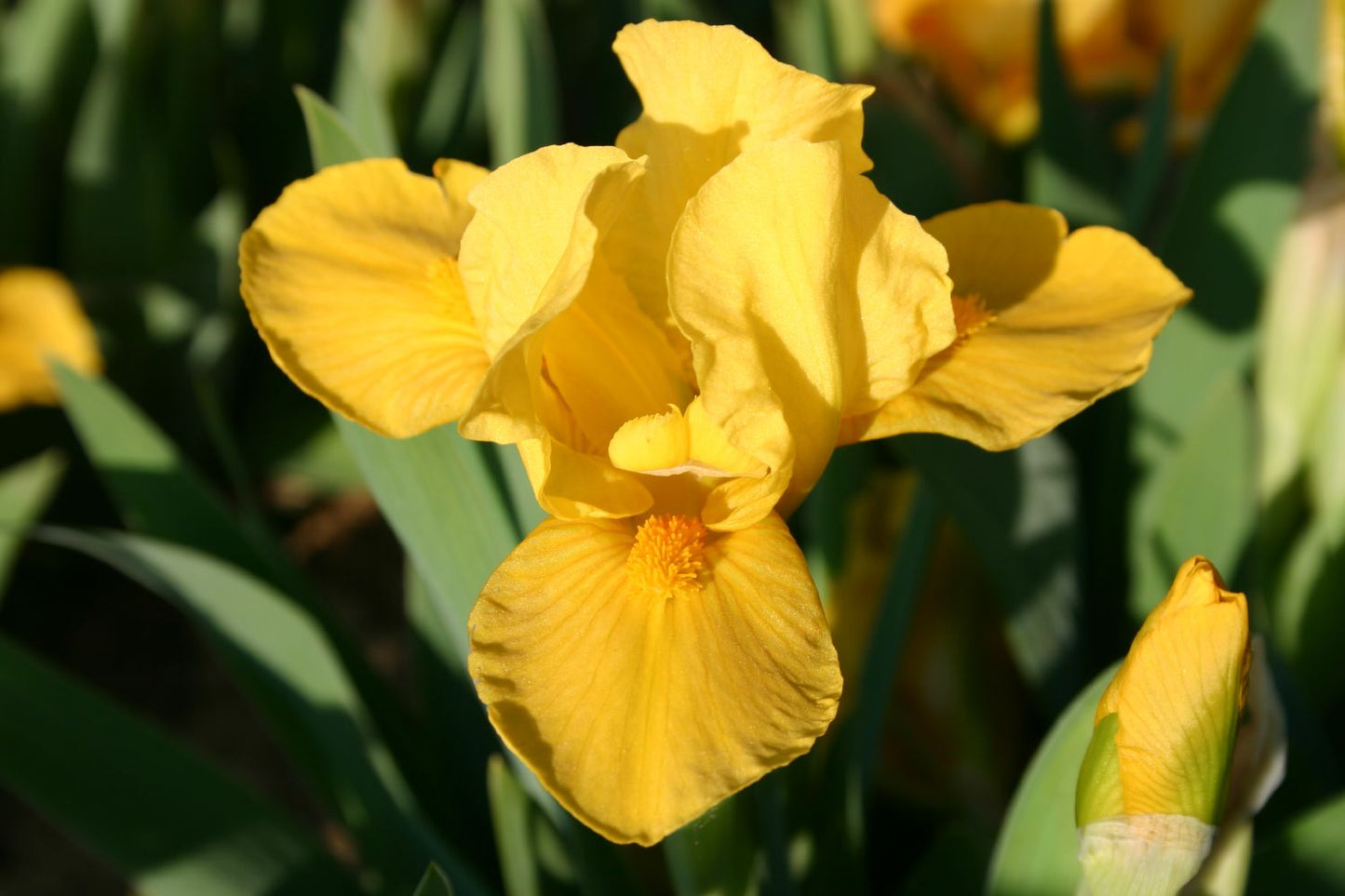 Iris Barbata-Nana 'Orange Caper' Zwergschwertlilie