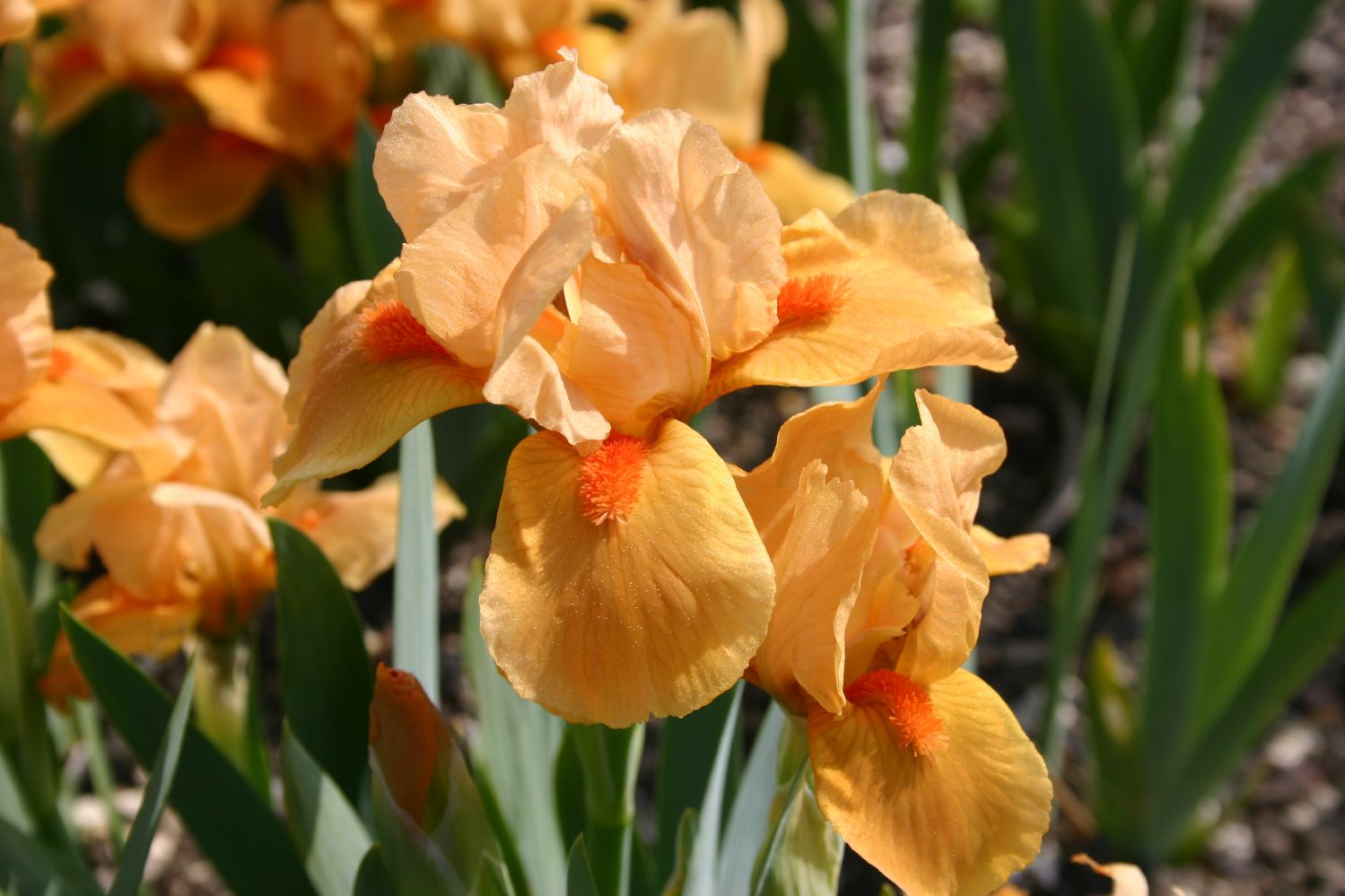 Iris Barbata-Nana 'Orange Tiger' Zwergschwertlilie