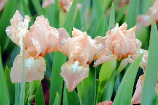 Iris Barbata-Nana 'Pretty Cute' Zwergschwertlilie