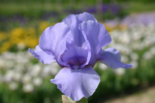 Iris Barbata-Nana 'Raindance' Zwergschwertlilie