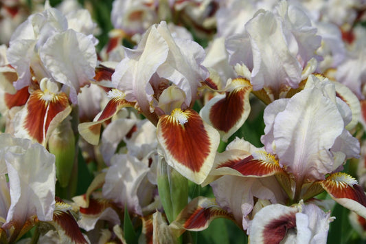 Iris Barbata-Nana 'Red Heart' Zwergschwertlilie