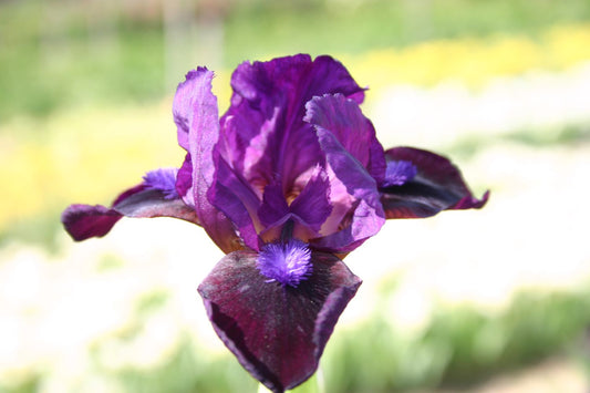Iris Barbata-Nana 'Samtpfötchen' Zwergschwertlilie