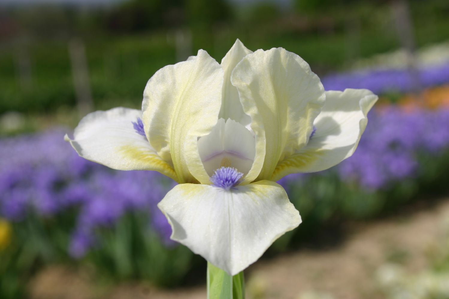 Iris Barbata-Nana 'Serenity Prayer' Zwergschwertlilie