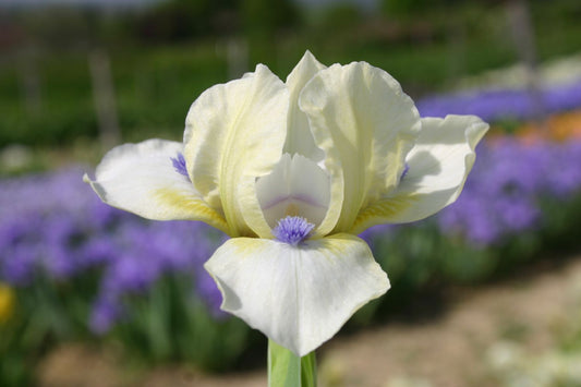 Iris Barbata-Nana 'Serenity Prayer' Zwergschwertlilie