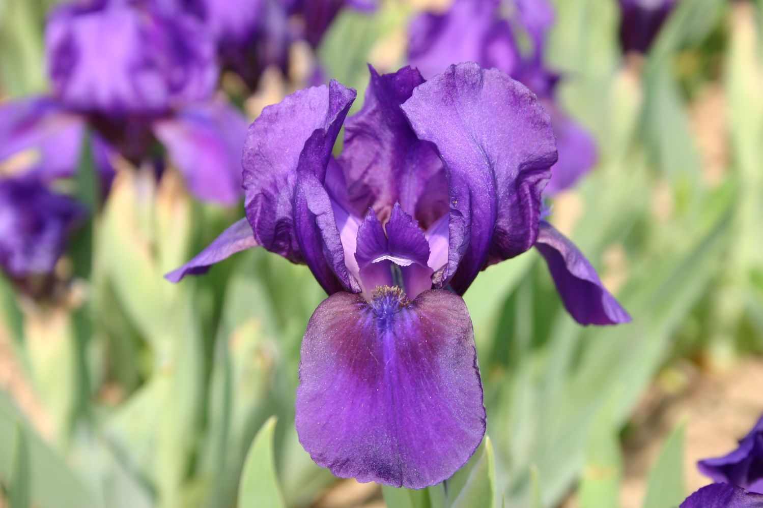 Iris Barbata-Nana 'Silkie' Zwergschwertlilie