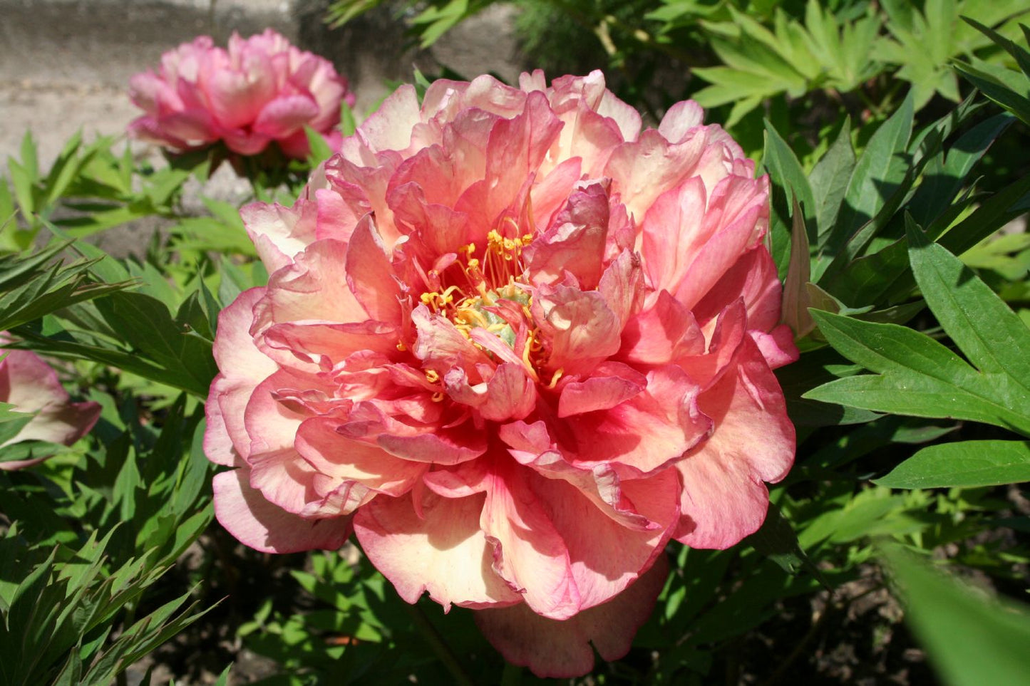 Paeonia Itoh-Hybride 'Hillary' Intersektionelle Pfingstrose