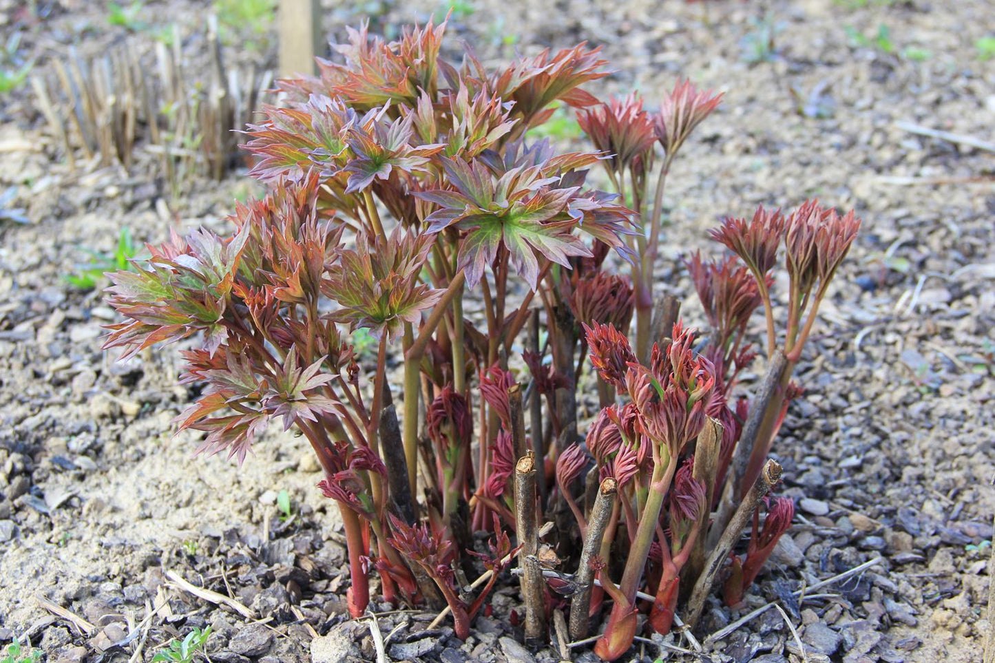 Paeonia Itoh-Hybride 'Hillary' (Intersektionelle Pfingstrose)