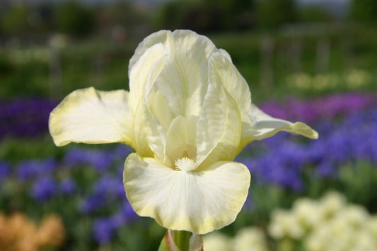 Iris Barbata-Nana 'Soft Air' Zwergschwertlilie