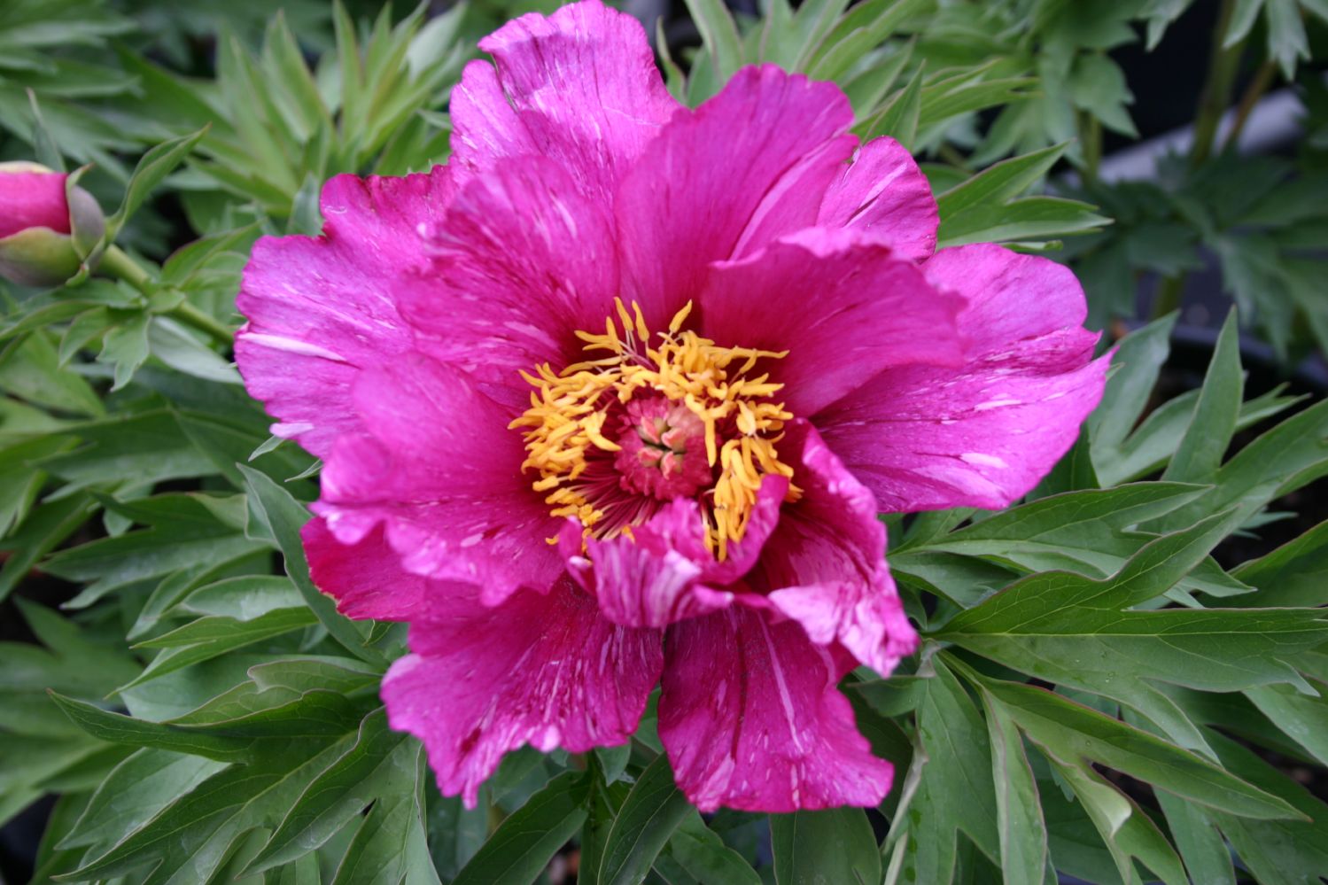 Paeonia Itoh-Hybride 'Morning Lilac' Intersektionelle Pfingstrose