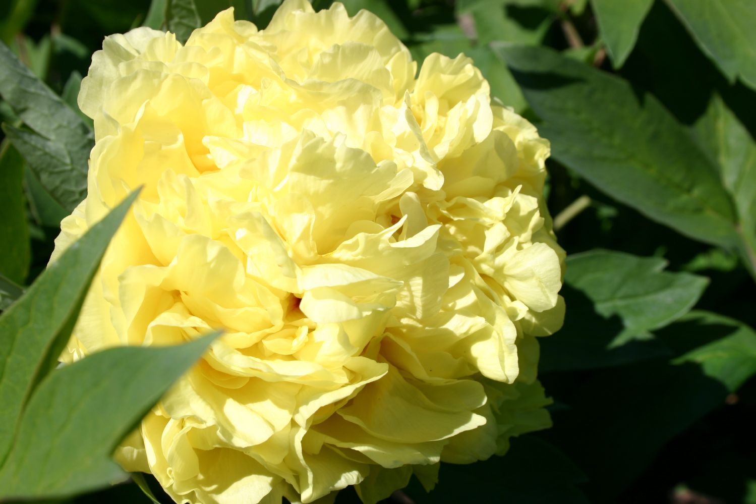 Paeonia Itoh-Hybride 'Yellow Crown' Intersektionelle Pfingstrose
