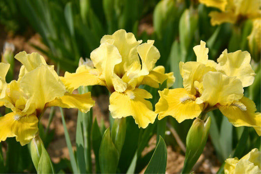 Iris Barbata-Nana 'Toskanerprinz' (Zwergschwertlilie)