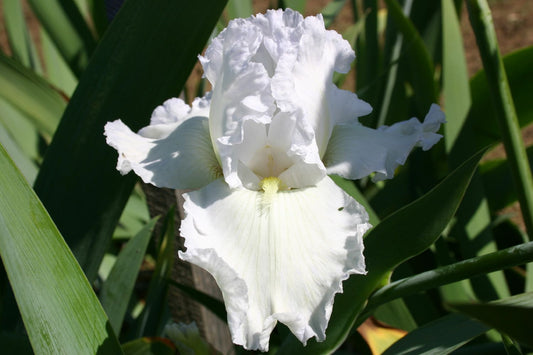 Iris Barbata-Elatior 'Arctic Age' Hohe Bartschwertlilie