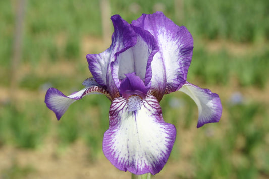 Iris Barbata-Nana 'Westwell' Zwergschwertlilie