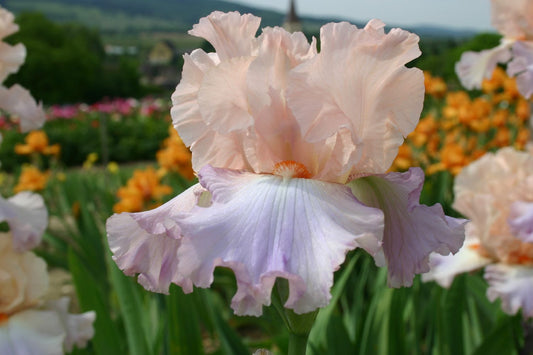 Iris Barbata-Elatior 'Celebration Song' Hohe Bartschwertlilie