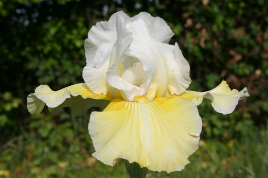 Iris Barbata-Elatior 'Citronnade' Hohe Bartschwertlilie