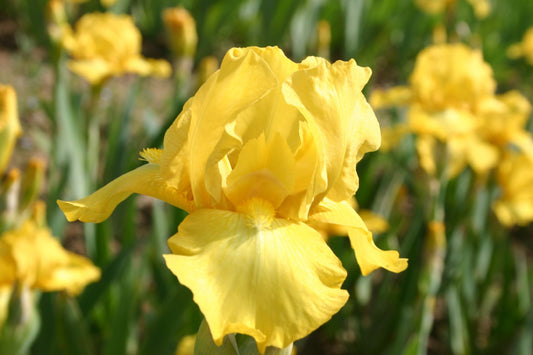 Iris Barbata-Media 'Harlow Gold' Mittelhohe Bartschwertlilie