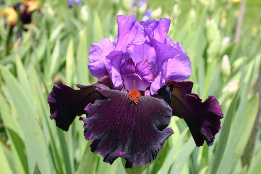 Iris Barbata-Elatior 'Romantic Evening' Hohe Bartschwertlilie