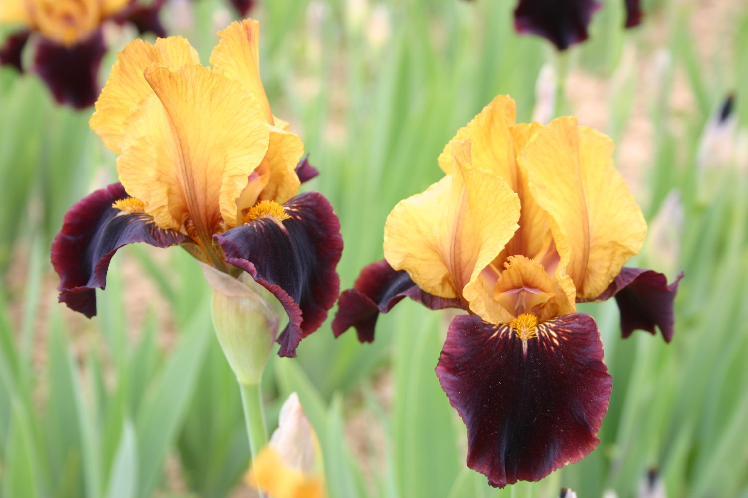 Iris Barbata-Media 'Orageux' Mittelhohe Bartschwertlilie