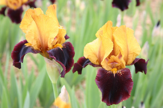 Iris Barbata-Media 'Orageux' Mittelhohe Bartschwertlilie
