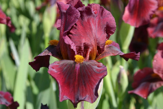 Iris Barbata-Media 'Red Zinger' Mittelhohe Bartschwertlilie