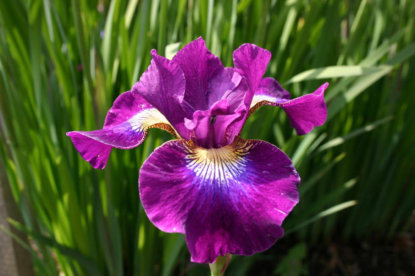 Iris sibirica 'Berlin Purple Wine' Sibirische Schwertlilie