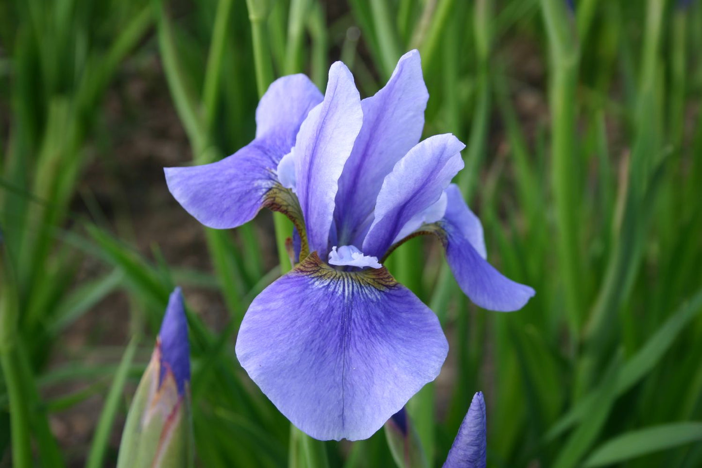Iris sibirica 'Harpswell Haze' Bartlose Garten-Schwertlilie