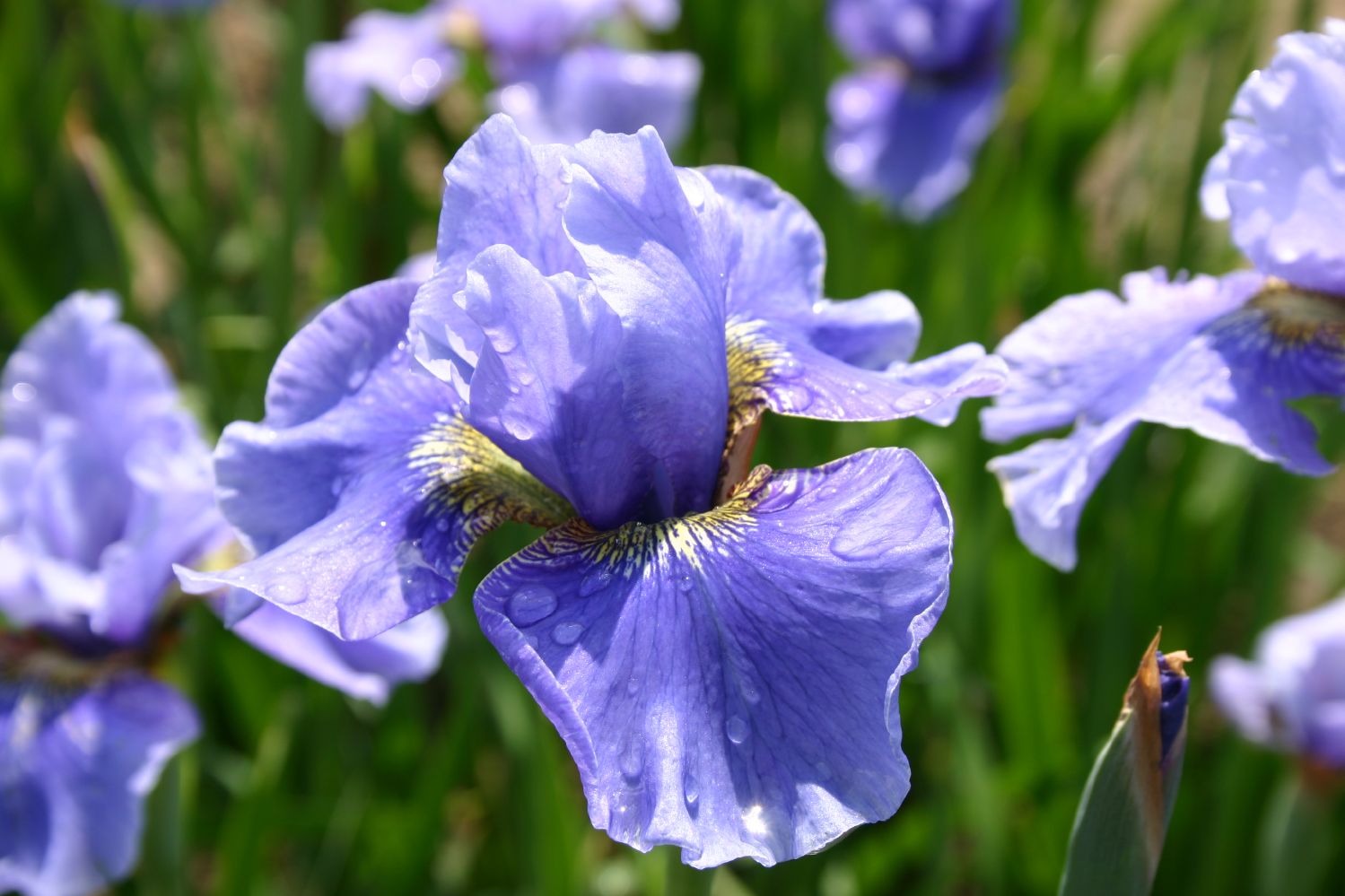 Iris sibirica 'Hellblauer Riese' Sibirische Schwertlilie
