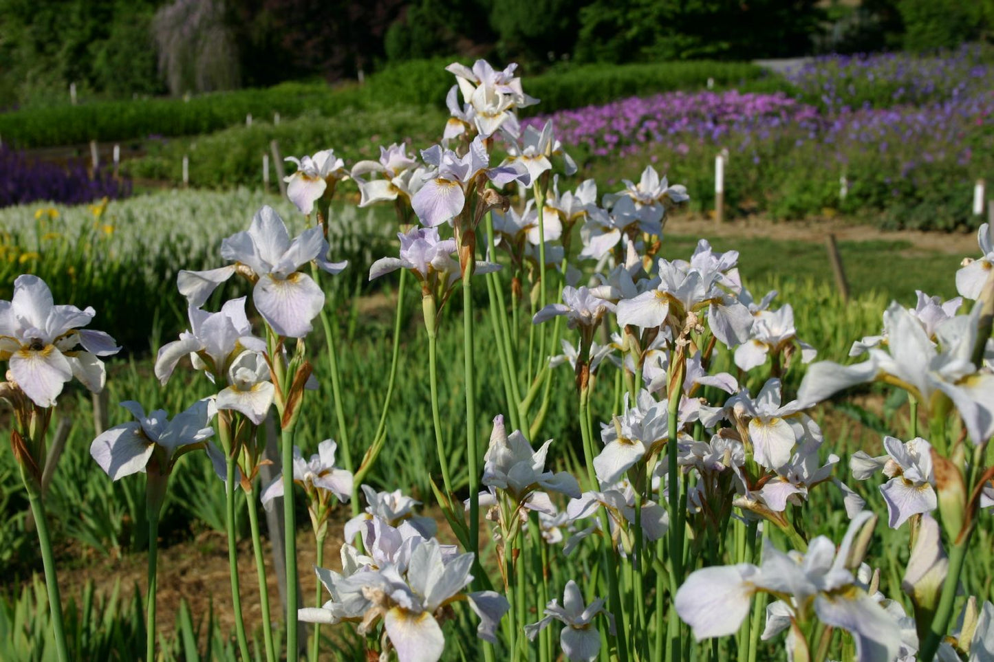 Iris sibirica 'Hohe Warte' Sibirische Schwertlilie