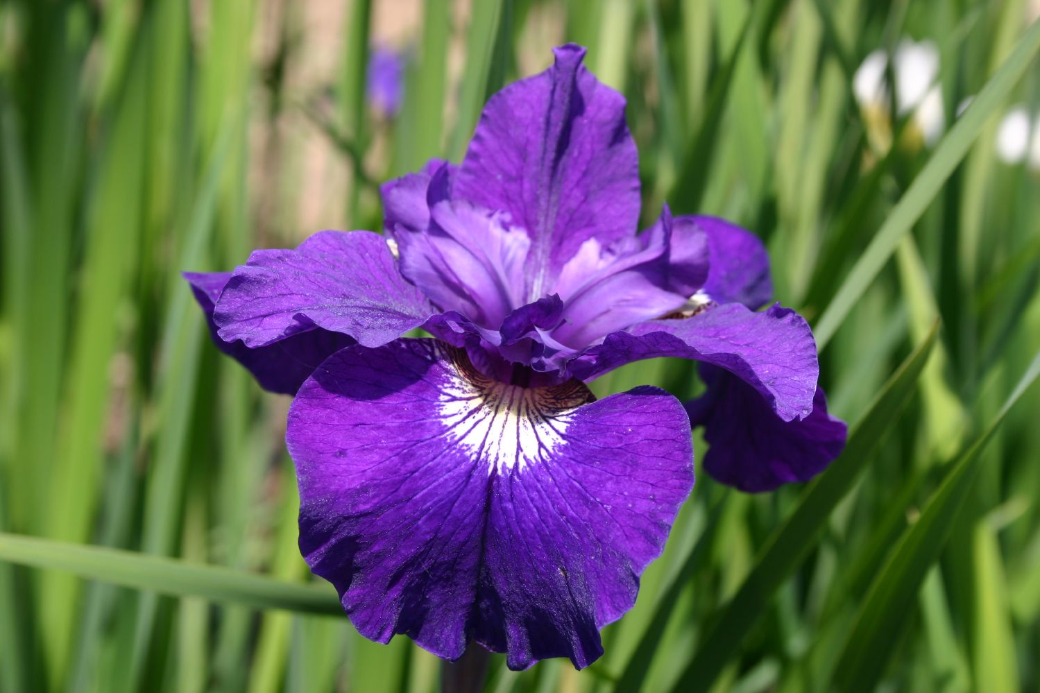 Iris sibirica 'Shirley Pope' Sibirische Schwertlilie