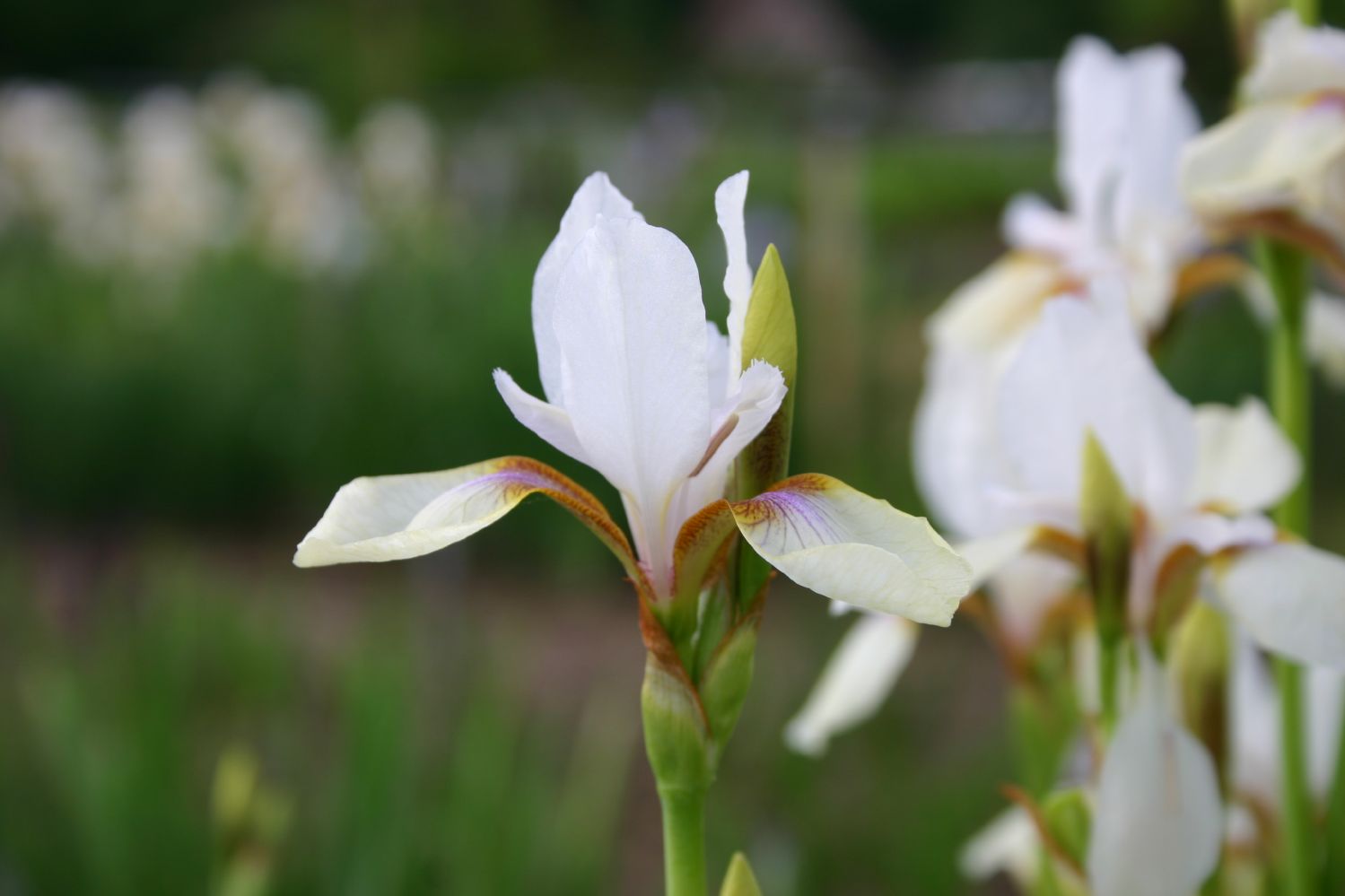 Iris sibirica 'Snow Prince' Sibirische Schwertlilie