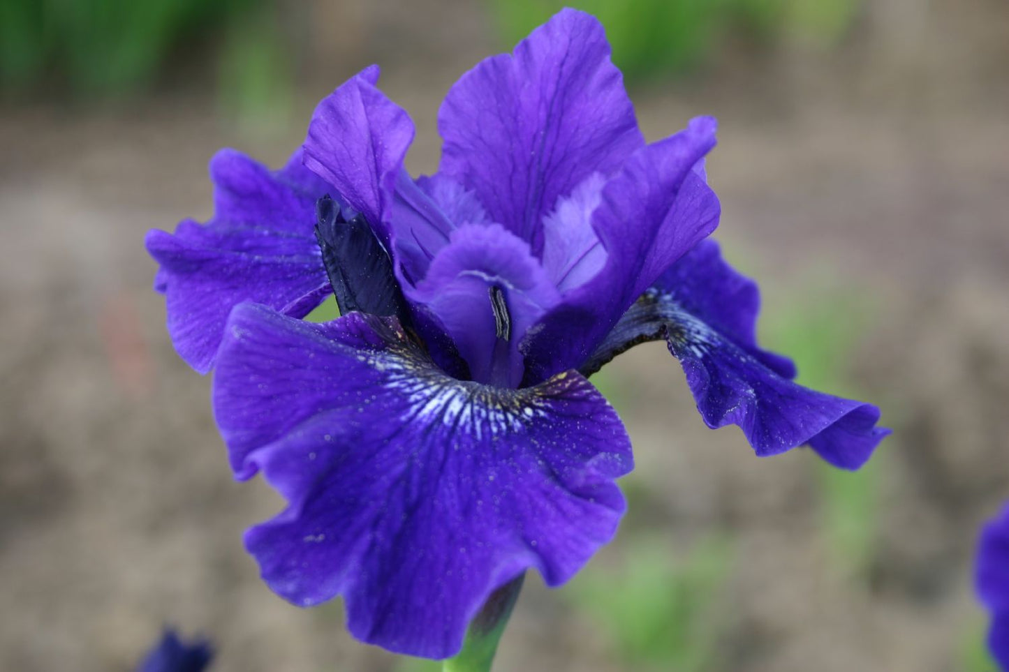 Iris sibirica 'Prussian Blue' Sibirische Schwertlilie