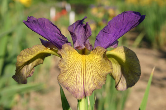 Iris spuria 'Eleonor Hill' Steppen-Schwertlilie