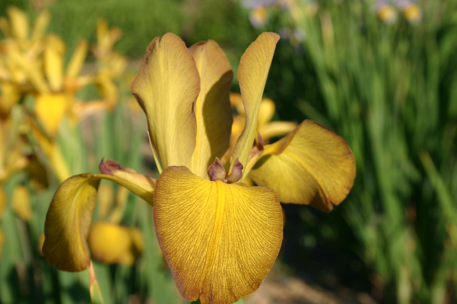 Iris spuria 'Everglow' (SteppenSchwertlilie) Gräfin von Zeppelin