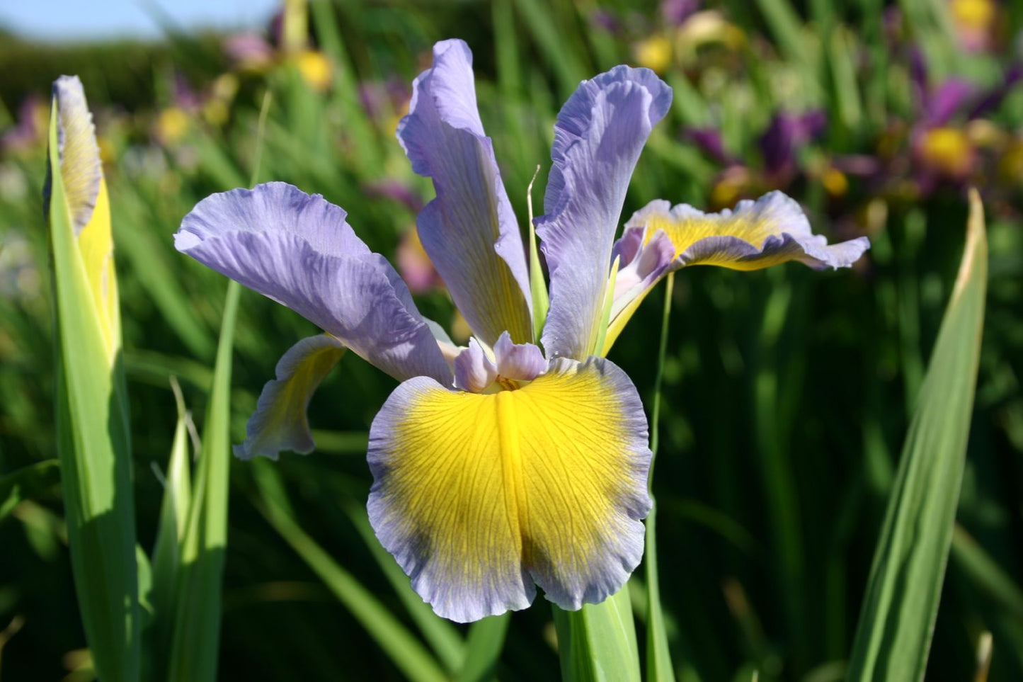Iris spuria 'Farolito' Steppen-Schwertlilie