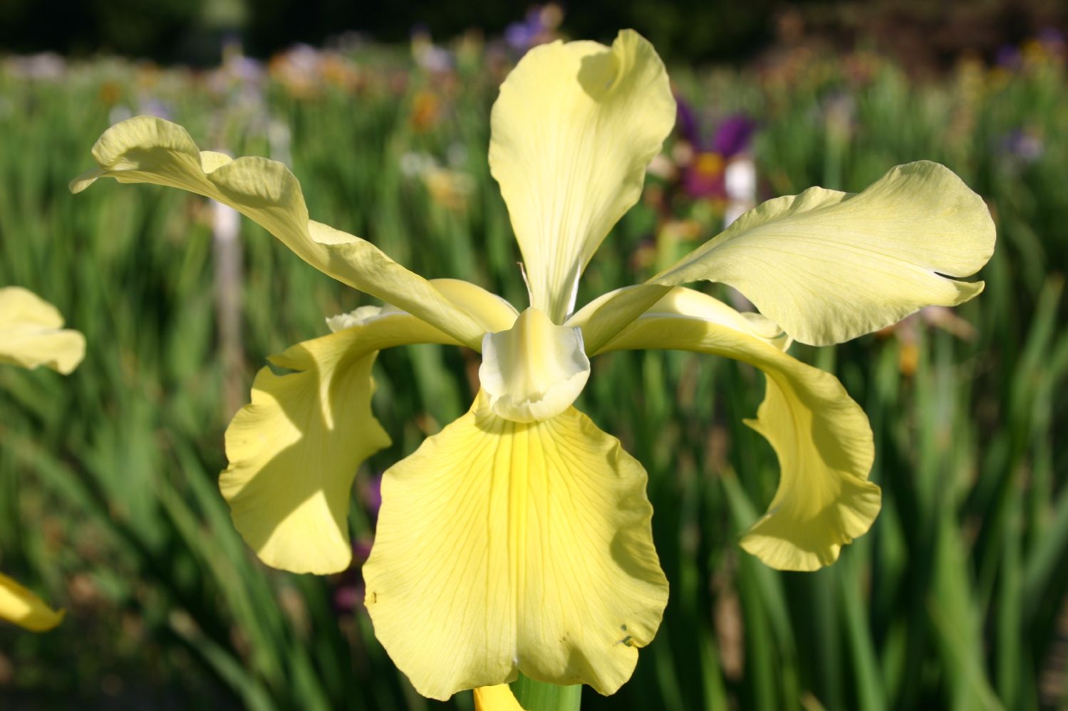 Iris spuria 'Fluted Buttercup' Steppen-Schwertlilie