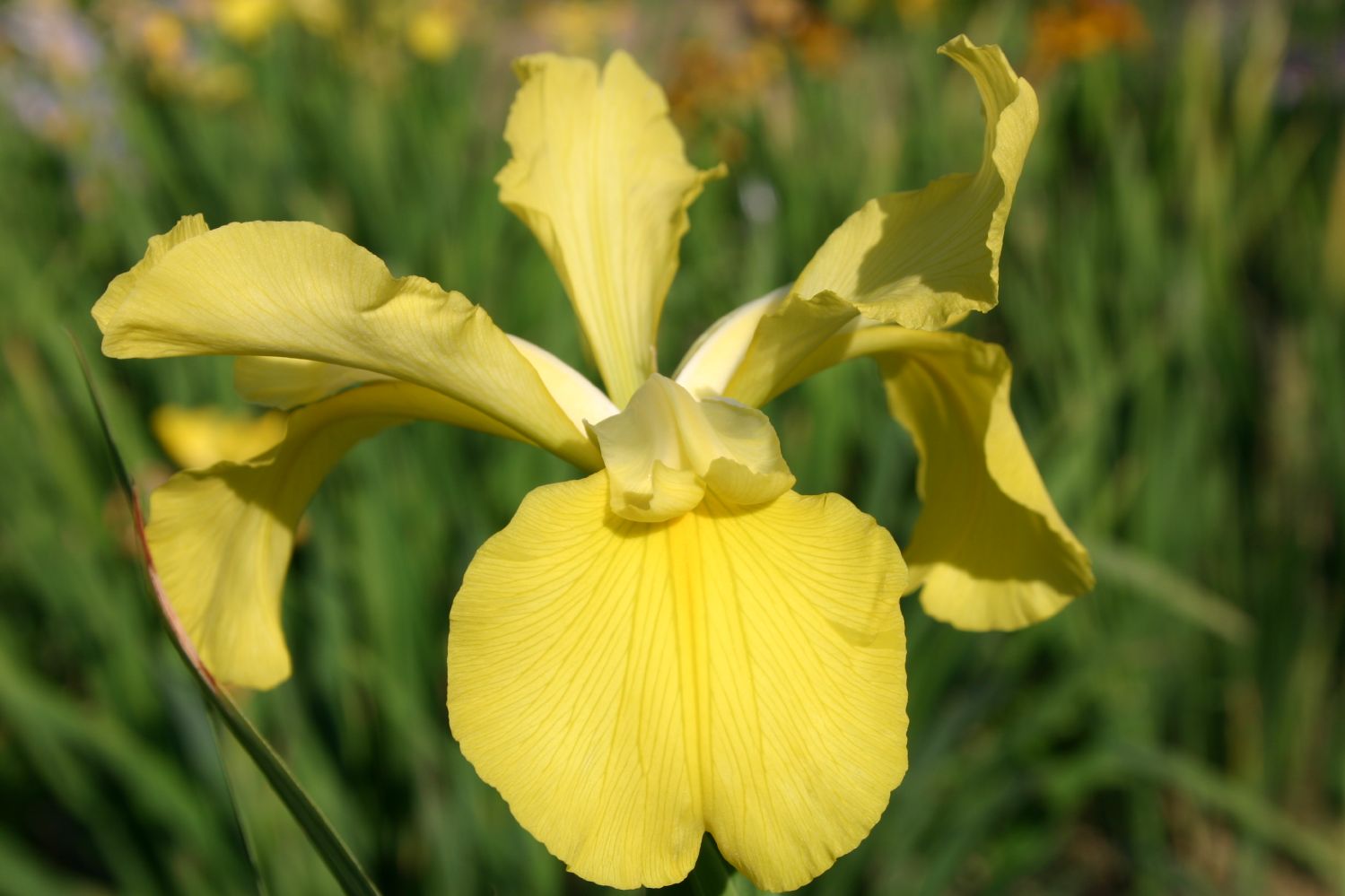 Iris spuria 'Good Nature' Steppen-Schwertlilie