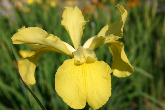 Iris spuria 'Good Nature' ° Steppen-Schwertlilie