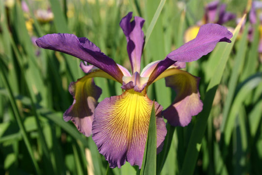 Iris spuria 'Grand Illusion' Steppen-Schwertlilie
