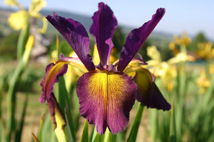 Iris spuria 'Grand Illusion' (Steppen-Schwertlilie)