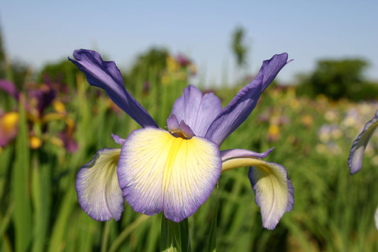 Iris spuria 'Moon by Day' Steppen-Schwertlilie