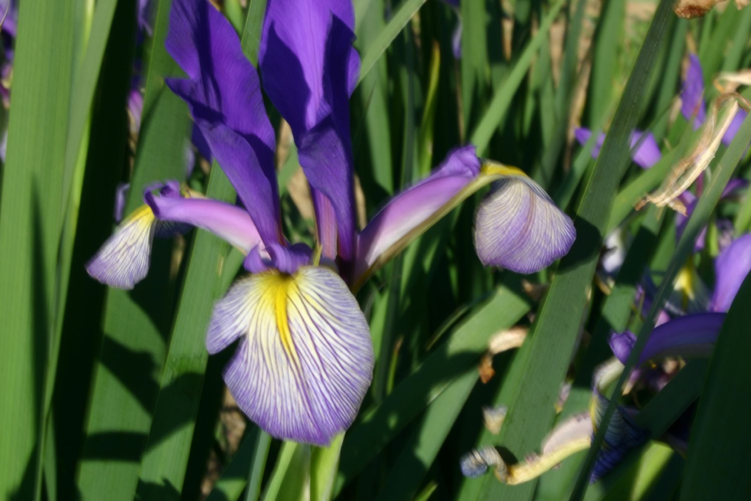 Iris spuria 'Premier' Steppen-Schwertlilie